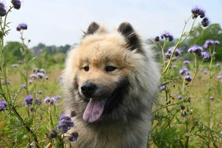 Eurasier