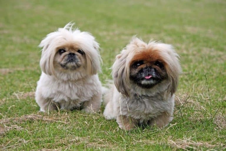Pekinés