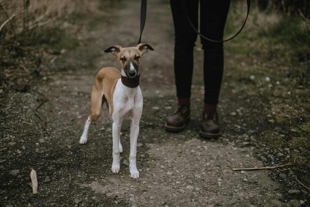 Whippet