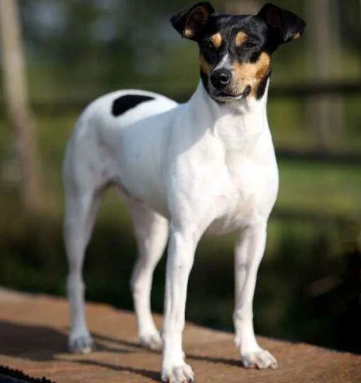 Bodeguero Andaluz