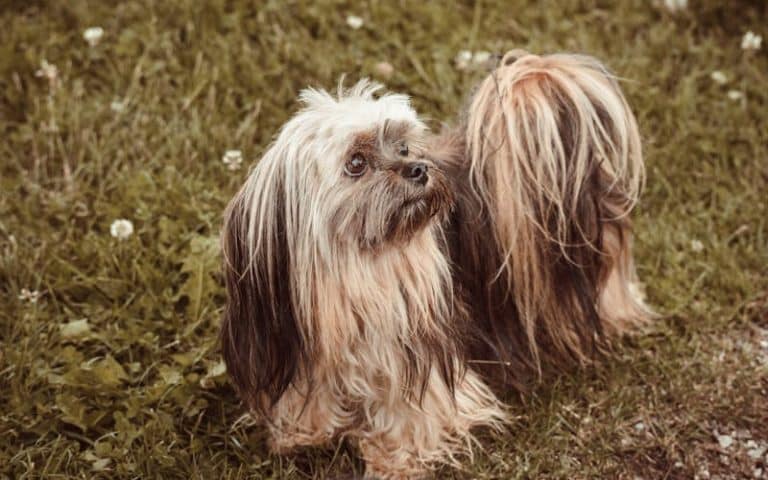 Lhasa Apso