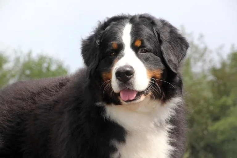 Boyero de Berna