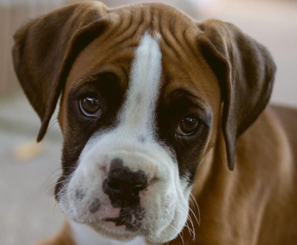 Boxer