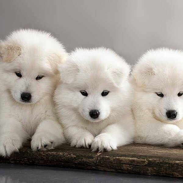 Samoyedo