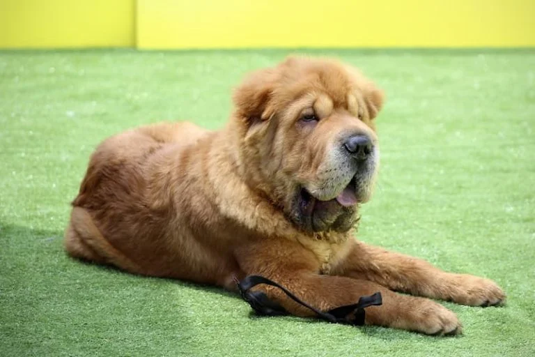 Shar Pei