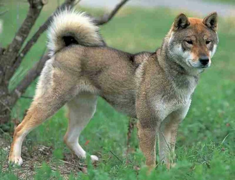 Shikoku