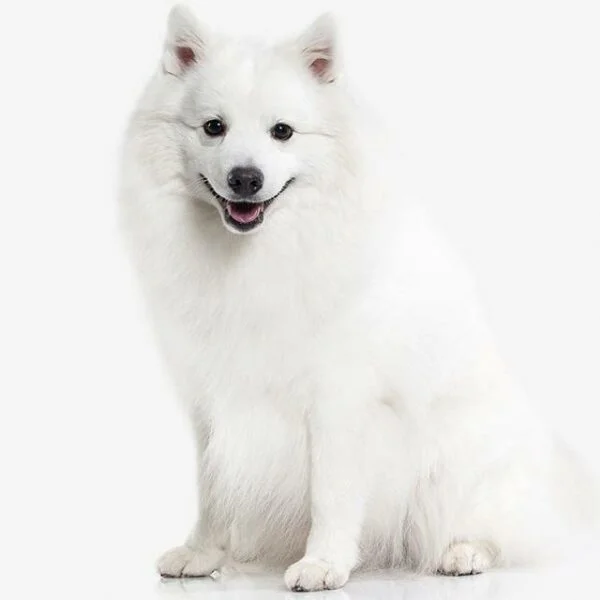 Spitz Japonés
