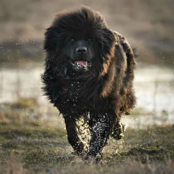 Terranova