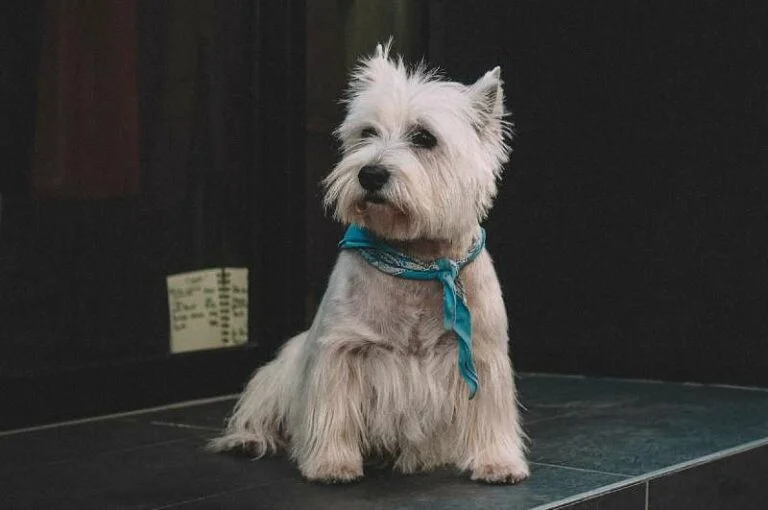 West Highland White Terrier